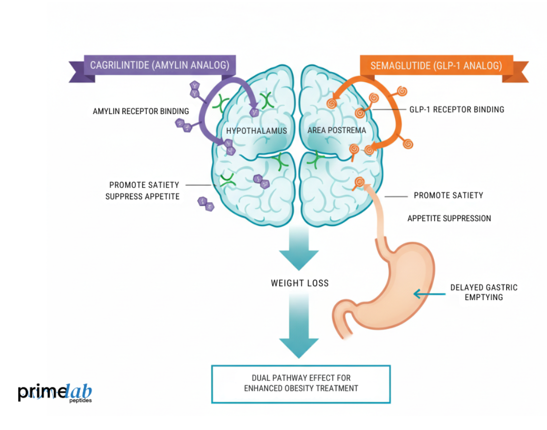 Could Cagrilintide Reset the Brain's Hunger Switch for Lasting Results? Prime Lab Peptides Could Cagrilintide Reset the Brain's Hunger Switch for Lasting Results? Prime Lab Peptides
