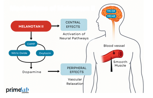 Infographic illustrating Melanotan II’s central and peripheral mechanisms activating neural and vascular pathways.