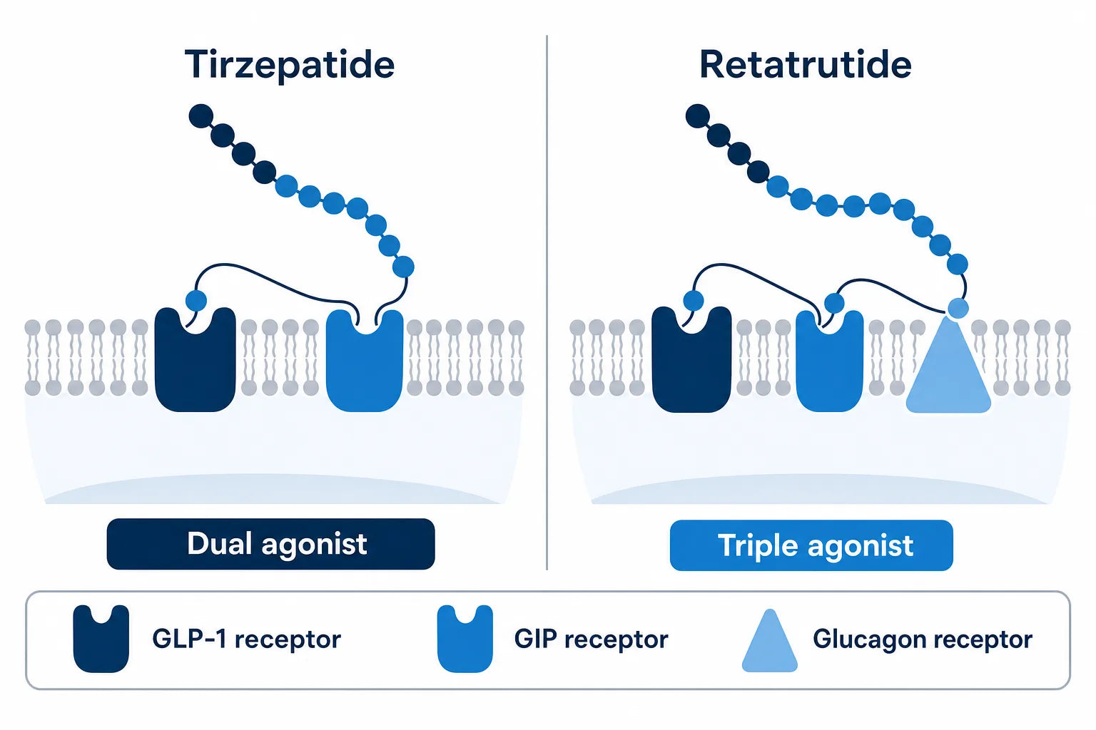 Retatrutide vs Tirzepatide: Trial Results (2026)