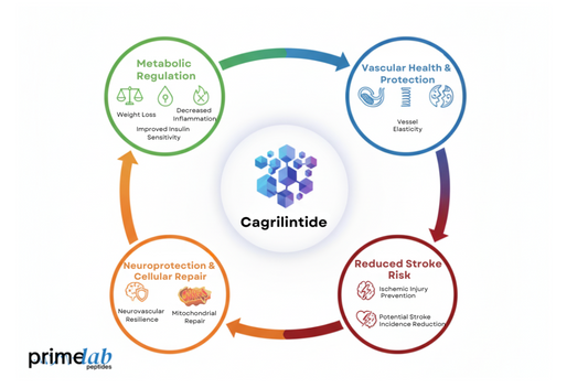 Infographic illustrating Cagrilintide’s metabolic, vascular, and neuroprotective mechanisms for reducing stroke risk.