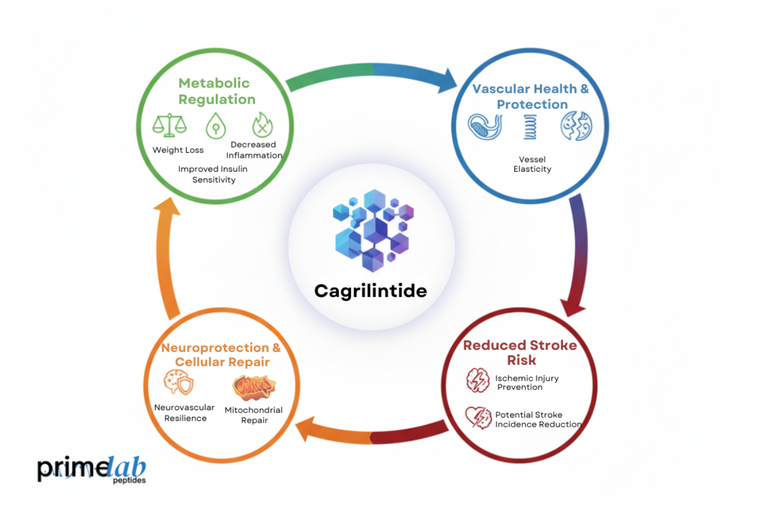 Does Current Research Support Cagrilintide’s Role in Lowering Stroke Risk?