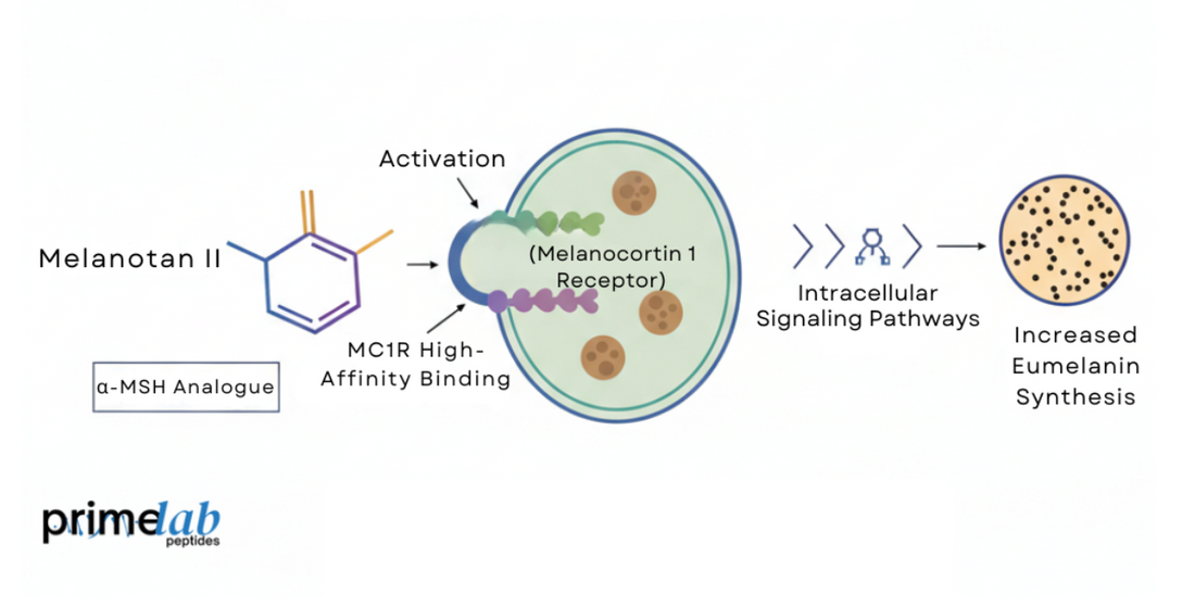 Diagram showing Melanotan II activating MC1R and increasing eumelanin production in research models.