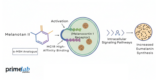Diagram showing Melanotan II activating MC1R and increasing eumelanin production in research models.