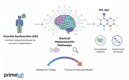 Illustration showing PT-141 research pathway linking ED challenges to central melanocortin mechanisms.