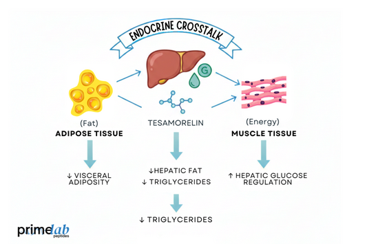 Diagram illustrating tesamorelin-mediated endocrine crosstalk regulating lipid metabolism across adipose, liver, and muscle tissues.