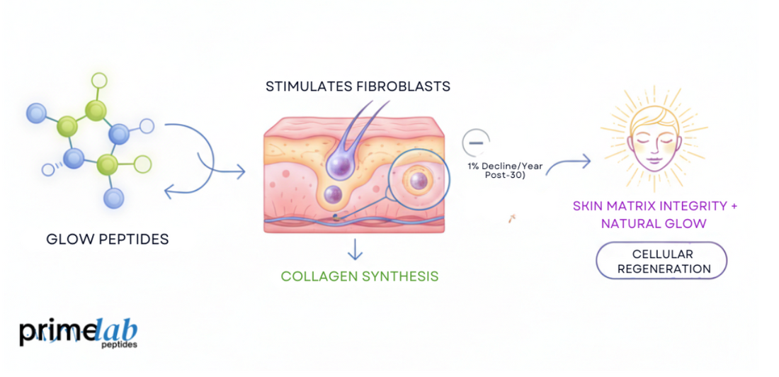 Scientific diagram showing how glow peptides stimulate fibroblasts for collagen synthesis and regeneration.