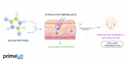 Scientific diagram showing how glow peptides stimulate fibroblasts for collagen synthesis and regeneration.