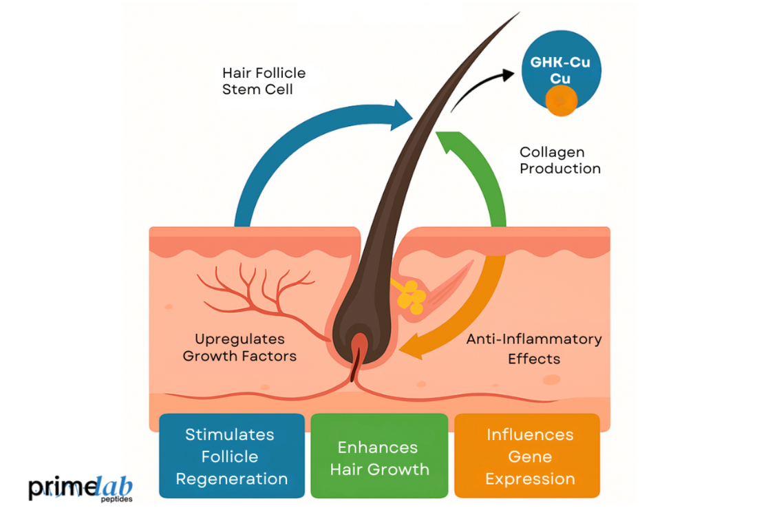 Infographic showing how GHK-Cu activates hair follicle stem cells and promotes healthy hair growth.