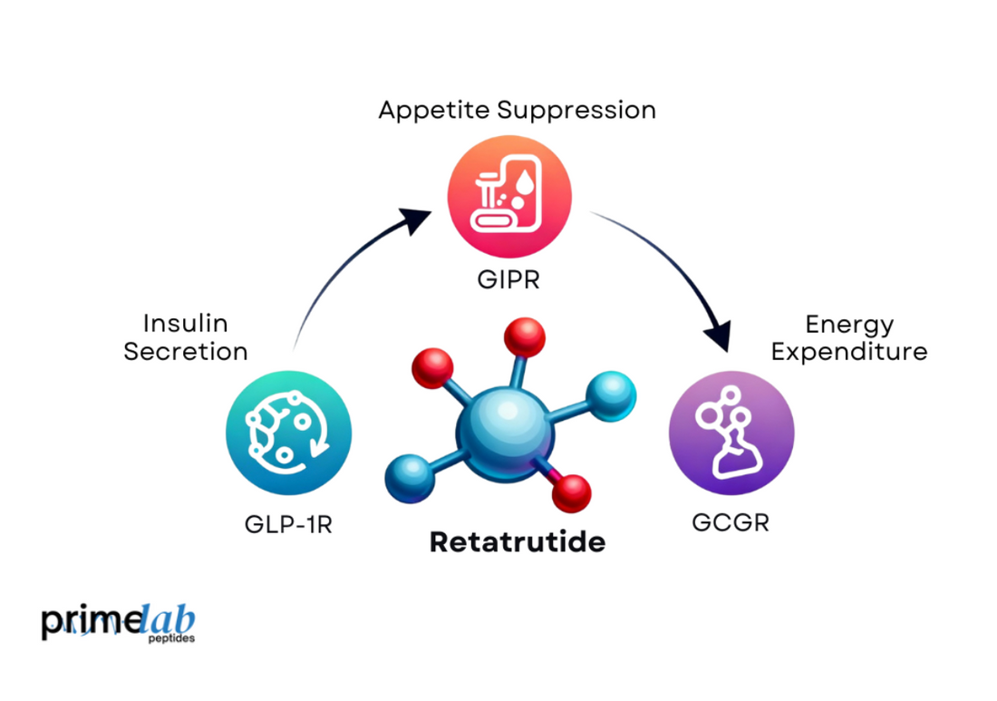 Image showing Retatrutide’s triple action on GLP1R, GIPR, and GCGR, improving metabolic health.