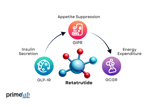 Image showing Retatrutide’s triple action on GLP1R, GIPR, and GCGR, improving metabolic health.