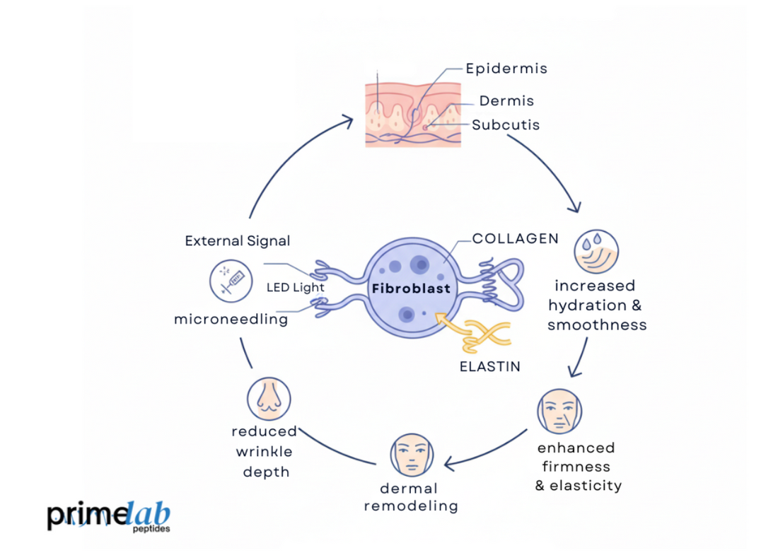  Diagram showing fibroblast activation and collagen, elastin production, improving skin elasticity and firmness. 