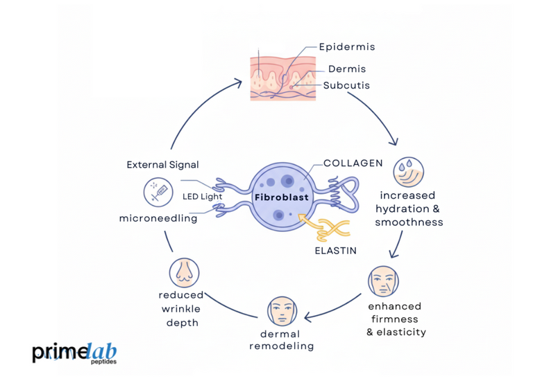 Does Glow Peptide Stimulate Fibroblast Activity to Enhance Dermal Elasticity?