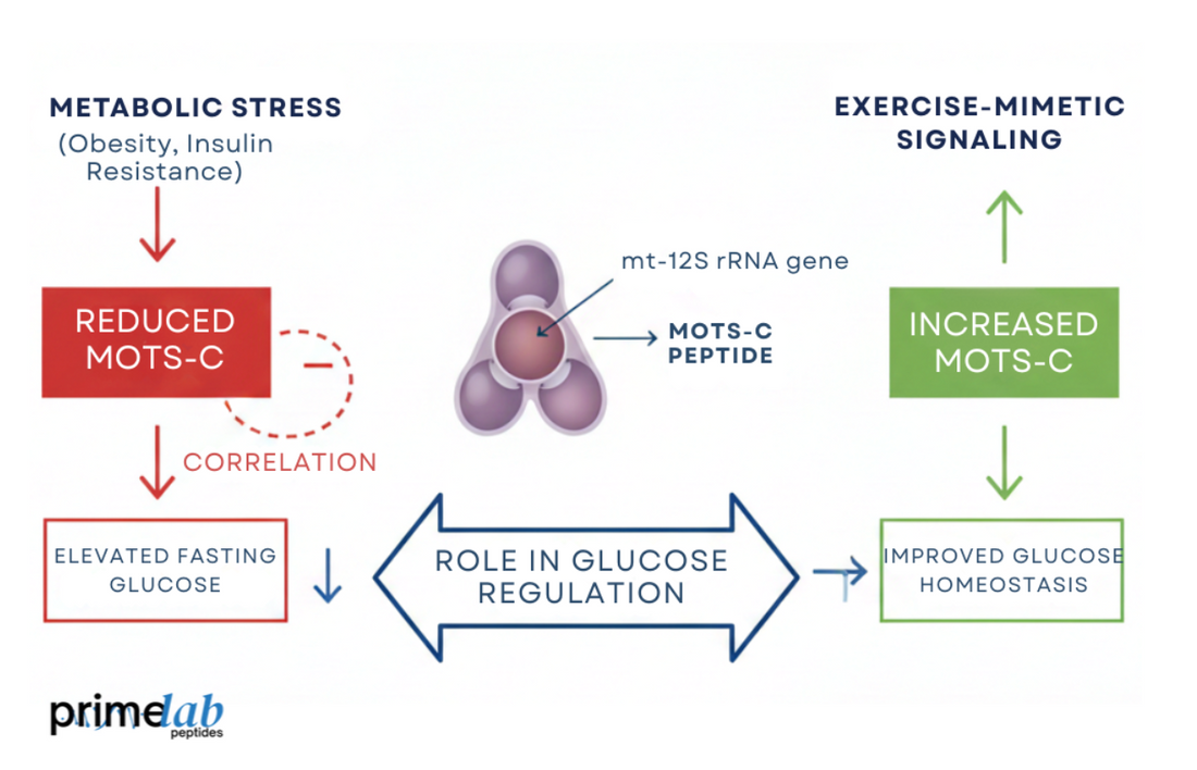 Diagram illustrating metabolic stress, exercise-mimetic signaling, and MOTS-C roles in glucose regulation pathways.