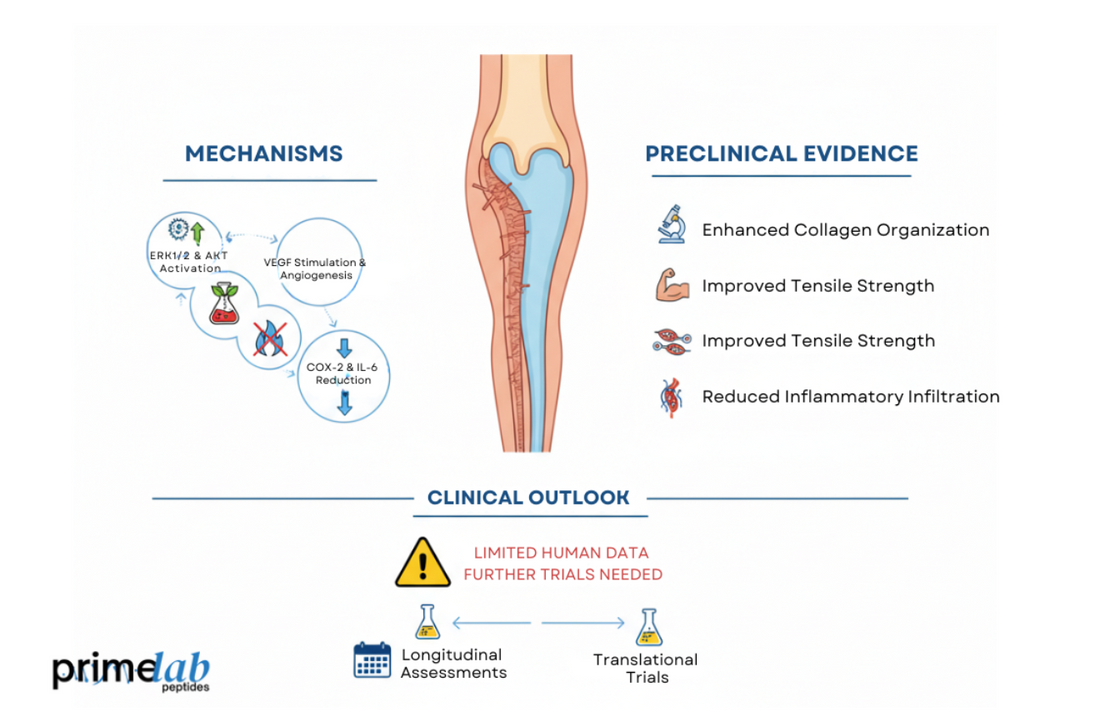 Scientific diagram showing BPC 157 mechanisms, preclinical evidence, and clinical outlook in tendon research.
