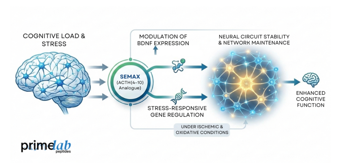 diagram illustrating Semax modulation of BDNF expression and neural circuit stability under stress.