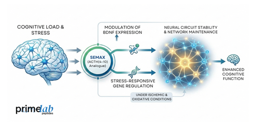 diagram illustrating Semax modulation of BDNF expression and neural circuit stability under stress.