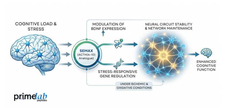 How Does Semax Potentially Affect Neural Circuit Stability Under Cognitive Load?