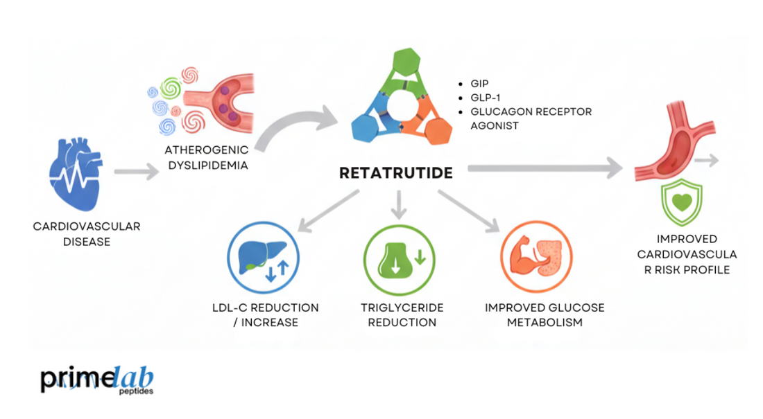 Retatrutide mechanism diagram showing triple receptor activation improving lipid metabolism and cardiovascular profiles.