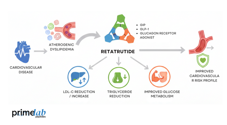 How Does Retatrutide Research Inform Treatment of Atherogenic Dyslipidemia?