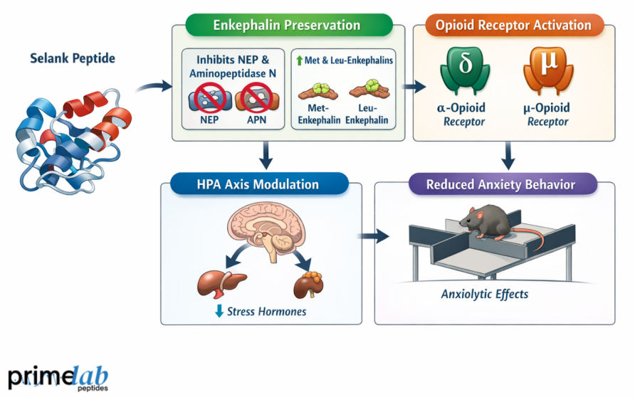 Selank peptide diagram showing enkephalin preservation, opioid receptor activation, HPA axis modulation, and reduced anxiety behavior.