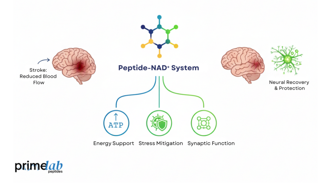 Peptide-NAD⁺ system diagram showing stroke effects, neuroprotection, energy support, and stress mitigation.