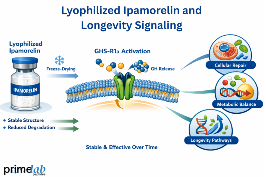 Lyophilized ipamorelin diagram showing GHS-R1a activation, growth hormone release, and longevity-related cellular repair and metabolic balance.