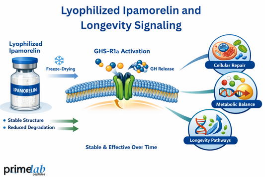 Lyophilized ipamorelin diagram showing GHS-R1a activation, growth hormone release, and longevity-related cellular repair and metabolic balance.