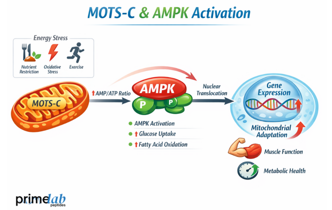 How Does MOTS-C Regulate AMPK Activity During Cellular Energy Stress?
