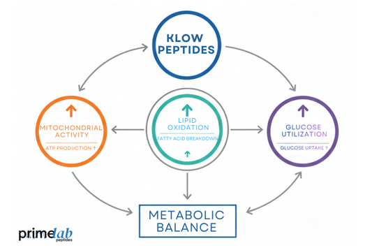 Diagram showing how KLOW peptides enhance energy metabolism through mitochondrial, lipid, and glucose pathways.