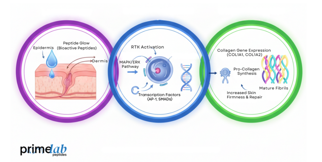Diagram illustrating Peptide Glow’s molecular mechanism of collagen synthesis activation in fibroblasts.