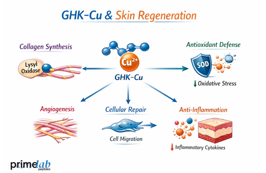 Can GHK-Cu Modulate Copper-Dependent Enzymes Involved in Skin Regeneration Processes?