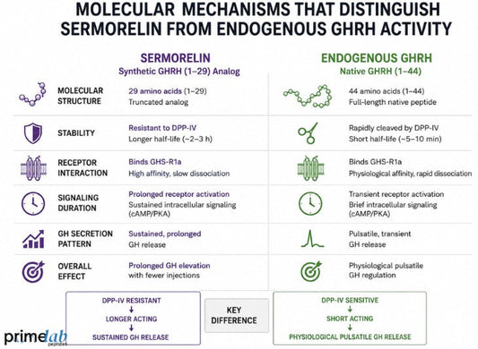 What Molecular Mechanisms Distinguish Sermorelin From Endogenous GHRH Activity?