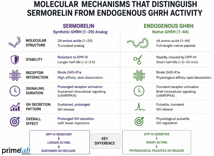 What Molecular Mechanisms Distinguish Sermorelin From Endogenous GHRH Activity?