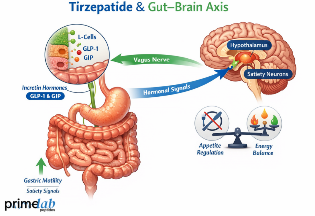 How Does Tirzepatide Influence Gut–Brain Axis Signaling in Metabolic Regulation?