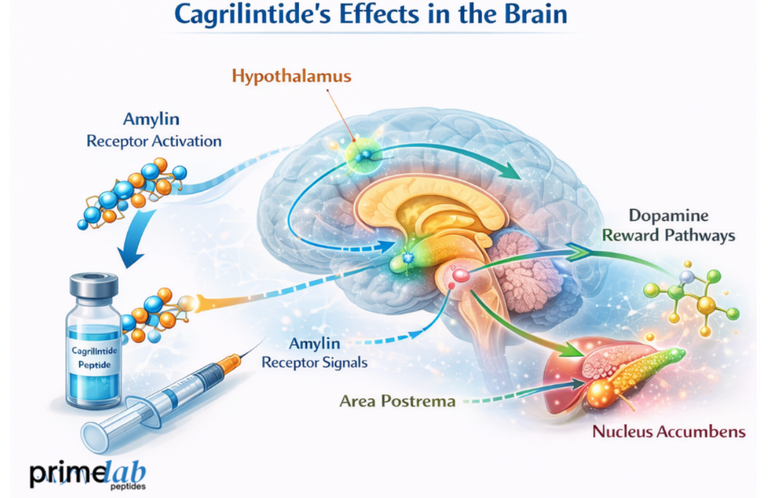 How Does Cagrilintide Influence Brain Satiety Circuits and Reward-Driven Eating?