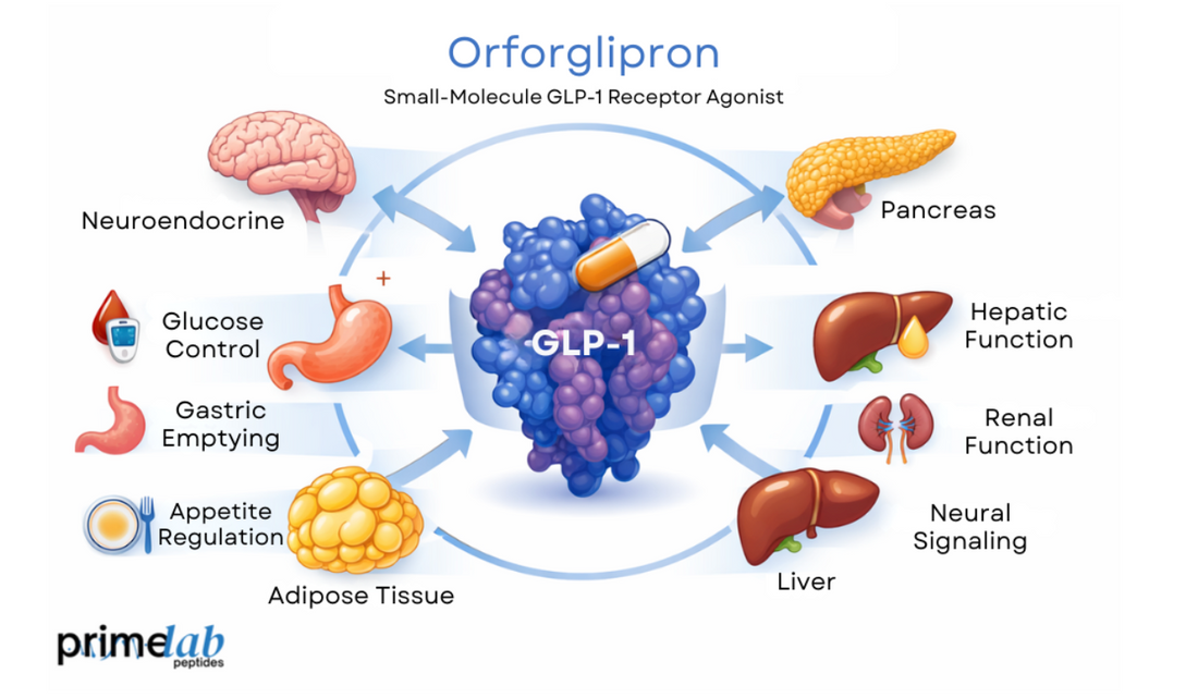 Orforglipron diagram showing GLP-1 receptor signaling across metabolic organs and pathways.
