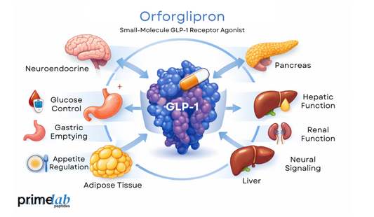 Orforglipron diagram showing GLP-1 receptor signaling across metabolic organs and pathways.