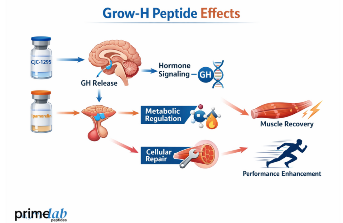 How Does the Grow-H Peptide Blend Influence Muscle Recovery and Performance Pathways?