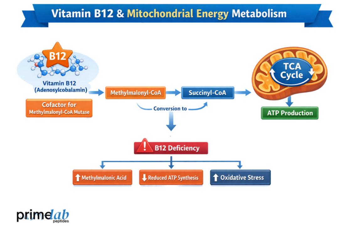 What Is The Role of Vitamin B12 In Controlling Mitochondrial Energy Processes Within Cellular Systems?