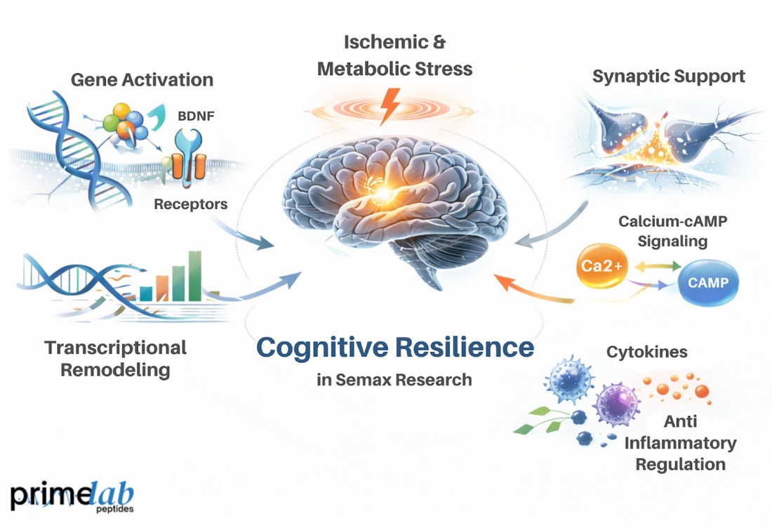 How Does Translational Research Define Cognitive Resilience in Semax Studies?