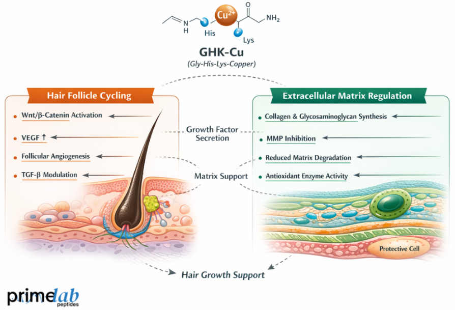 Diagram illustrating GHK-Cu–mediated signaling pathways involved in hair follicle cycling and extracellular matrix regulation.