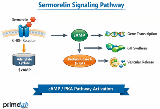 Sermorelin signaling pathway showing GHRH receptor activation, cAMP increase, PKA signaling, and growth hormone synthesis and release.
