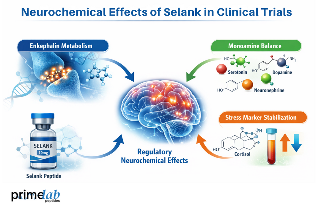 What Are the Neurochemical Effects of Selank Observed in Controlled Clinical Trials?