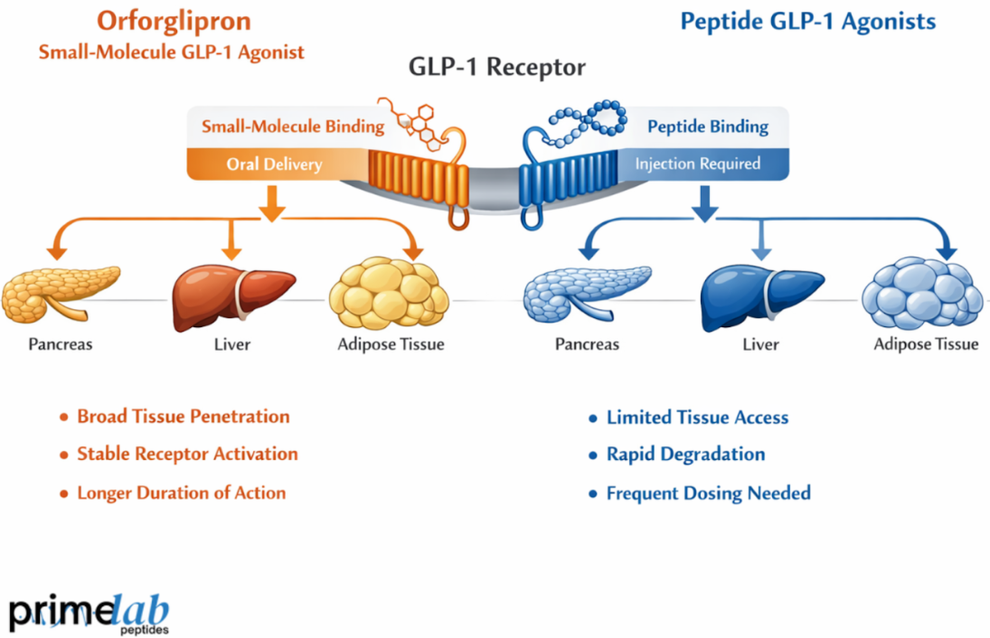 How Does Orforglipron Differ From Peptide GLP-1 Agonists in Metabolic Research Models?