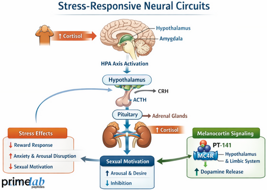 Diagram illustrating stress-responsive neural circuits linking HPA-axis activation, melanocortin signaling, and sexual motivation regulation.