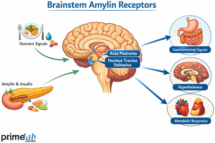 What is The Role of Brainstem Amylin Receptors Cagrilintide in Metabolic Signal Integration?