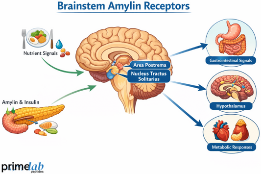What is The Role of Brainstem Amylin Receptors Cagrilintide in Metabolic Signal Integration?