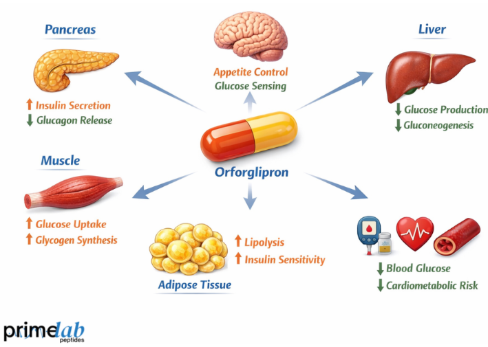 How Does Orforglipron Influence Systemic Glucose Regulatory Pathways in Research Models?