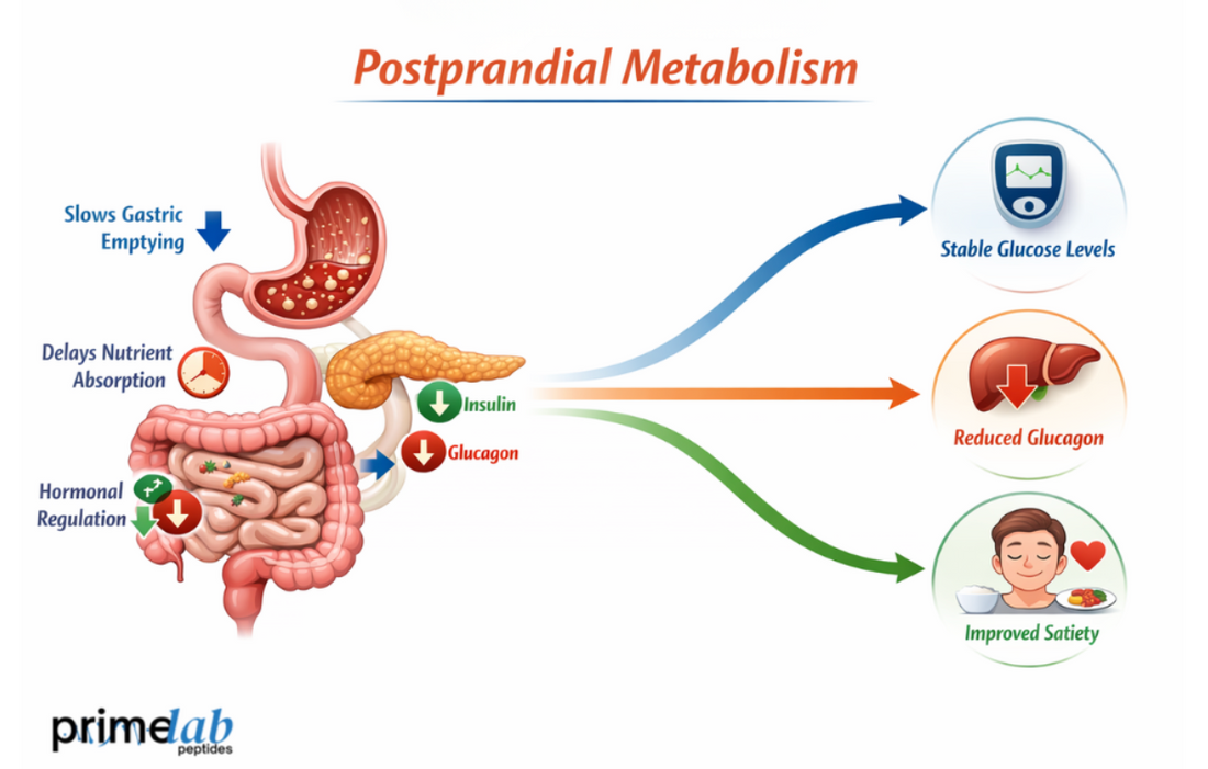 How Does Cagrilintide Affect Gastric Emptying and Postprandial Metabolism?