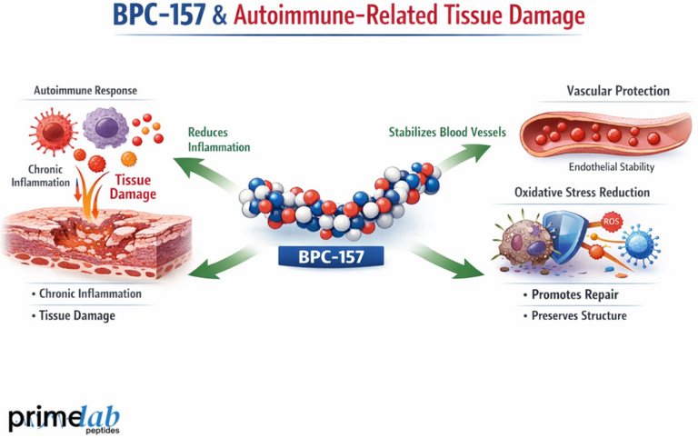 Can BPC-157 Modulate Inflammation in Autoimmune-Related Tissue Damage Based on Research?